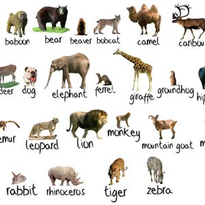 exercises about grammar how Animals EFLnet Hangman with